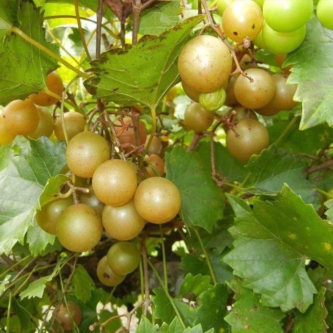 Muscadine Grape Adonis - Ladybird Nursery