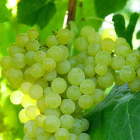 Muscadine Grape Adonis - Ladybird Nursery