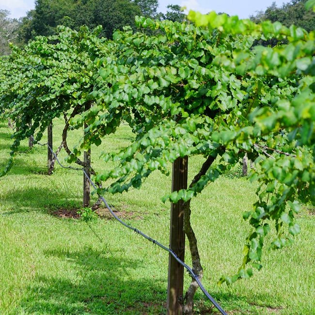 Muscadine Grape Adonis - Ladybird Nursery