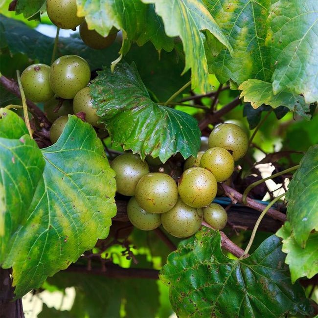 Muscadine Grape Dixie - Ladybird Nursery