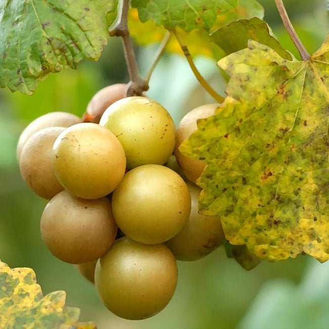Muscadine Grape Dixie - Ladybird Nursery