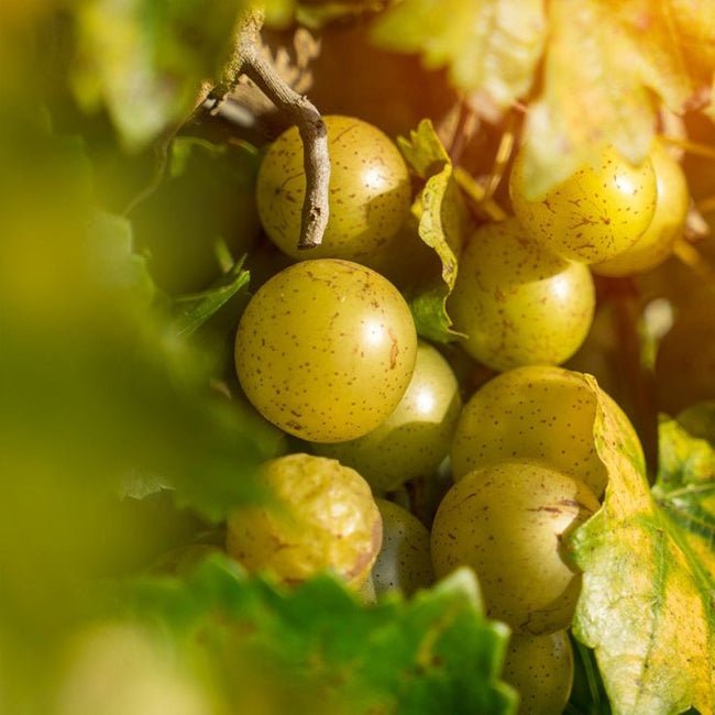 Muscadine Grape Dixie - Ladybird Nursery