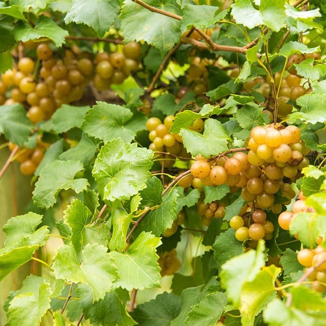 Muscadine Grape Dixie - Ladybird Nursery