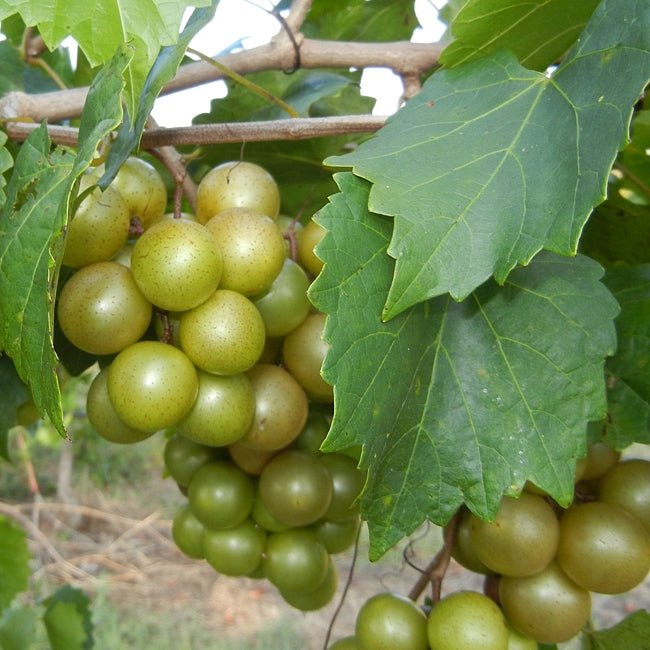 Muscadine Grape Fry - Ladybird Nursery