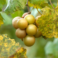Muscadine Grape Fry