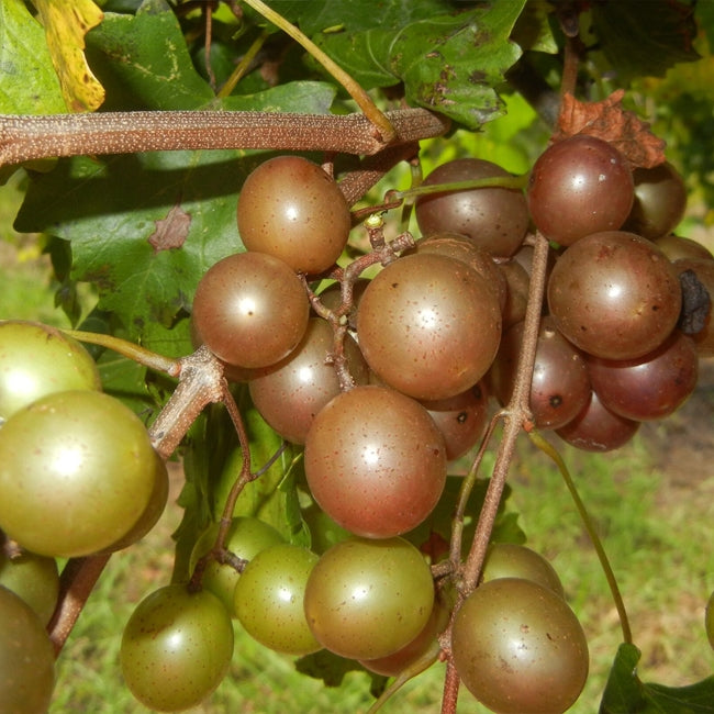 Muscadine Grape Fry