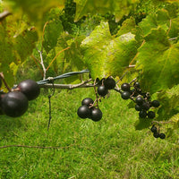 Muscadine Grape Noble (QLD ONLY)
