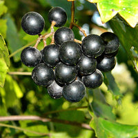 Muscadine Grape Noble (QLD ONLY)