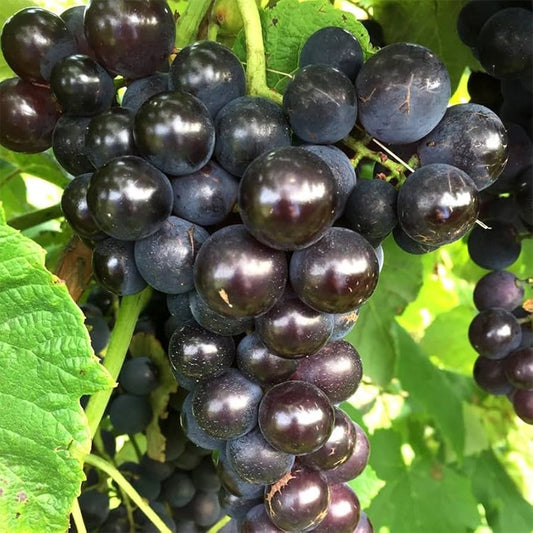 Muscadine Grape Noble (QLD ONLY)