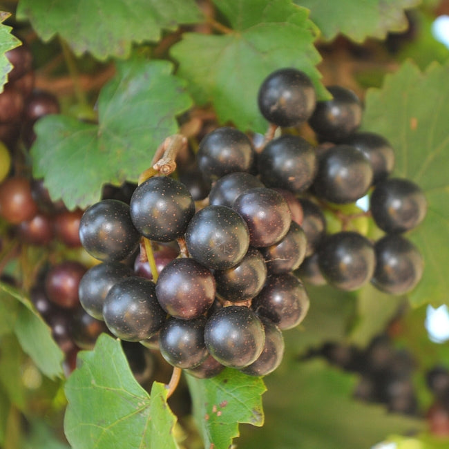 Muscadine Grape Noble (QLD ONLY)