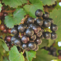 Muscadine Grape Noble - Ladybird Nursery