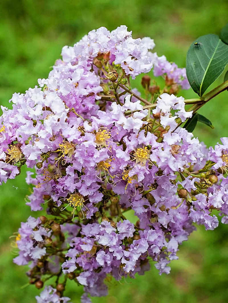 Crepe Myrtle Muskogee (Lagerstroemia)