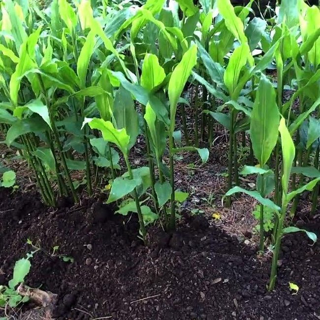 Myoga Ginger - Ladybird Nursery