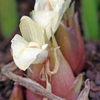 Myoga Ginger - Ladybird Nursery