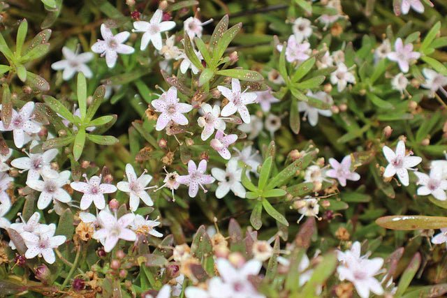 Myoporum Fine Leaf Pink - Ladybird Nursery