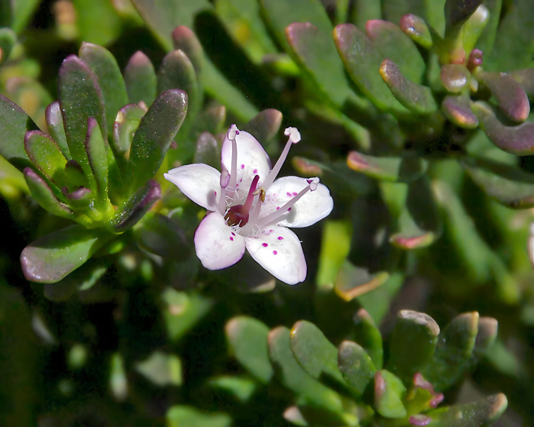 Creeping Boobialla Pink (Myoporum parvifolium) - Ladybird Nursery