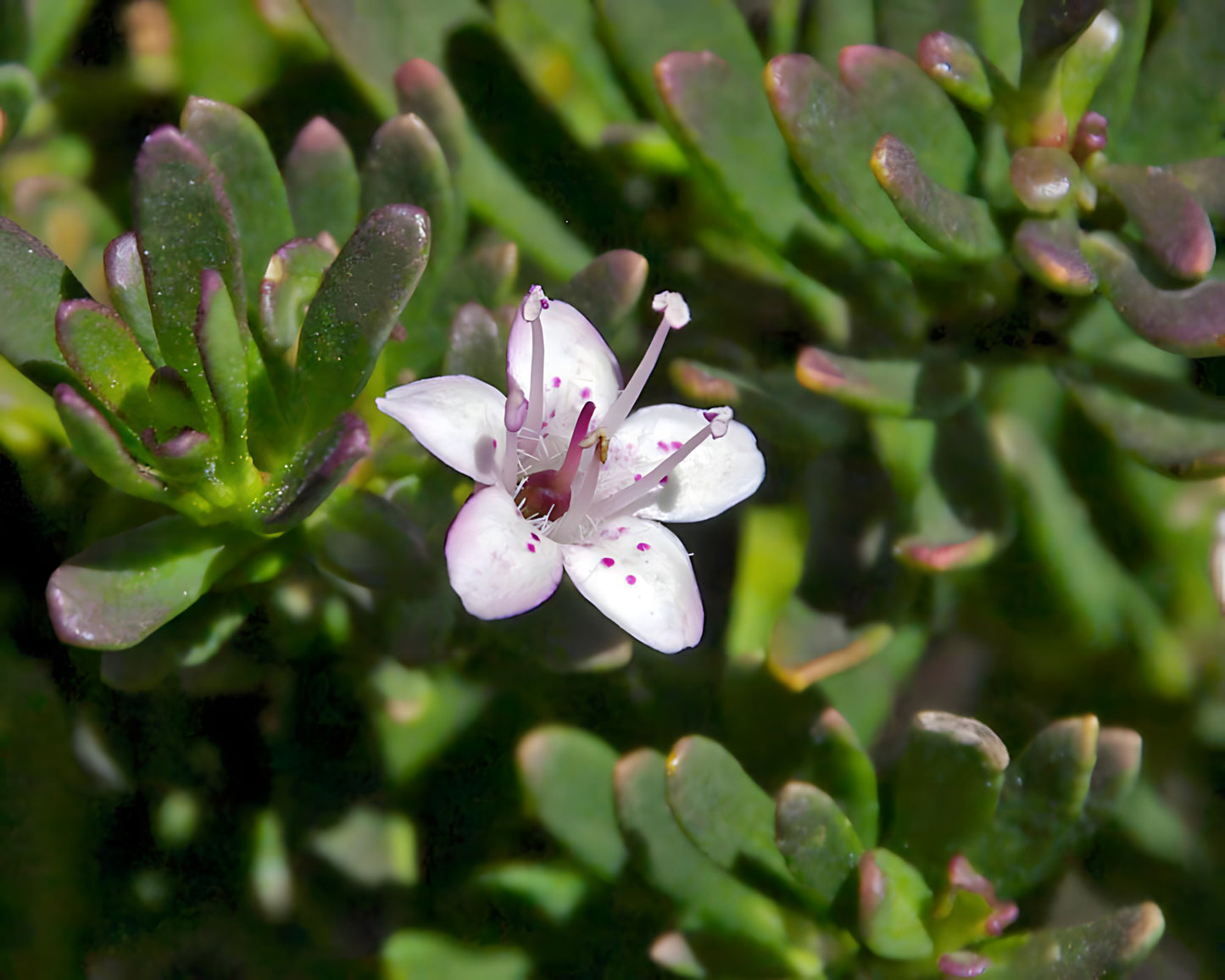 Creeping Boobialla Broad Leaf Pink (Myoporum parvifolium)