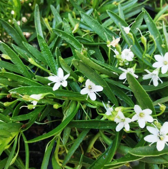 Creeping Boobialla Broad Leaf (Myoporum parvifolium) - Ladybird Nursery