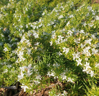 Creeping Boobialla Broad Leaf Pink (Myoporum parvifolium)