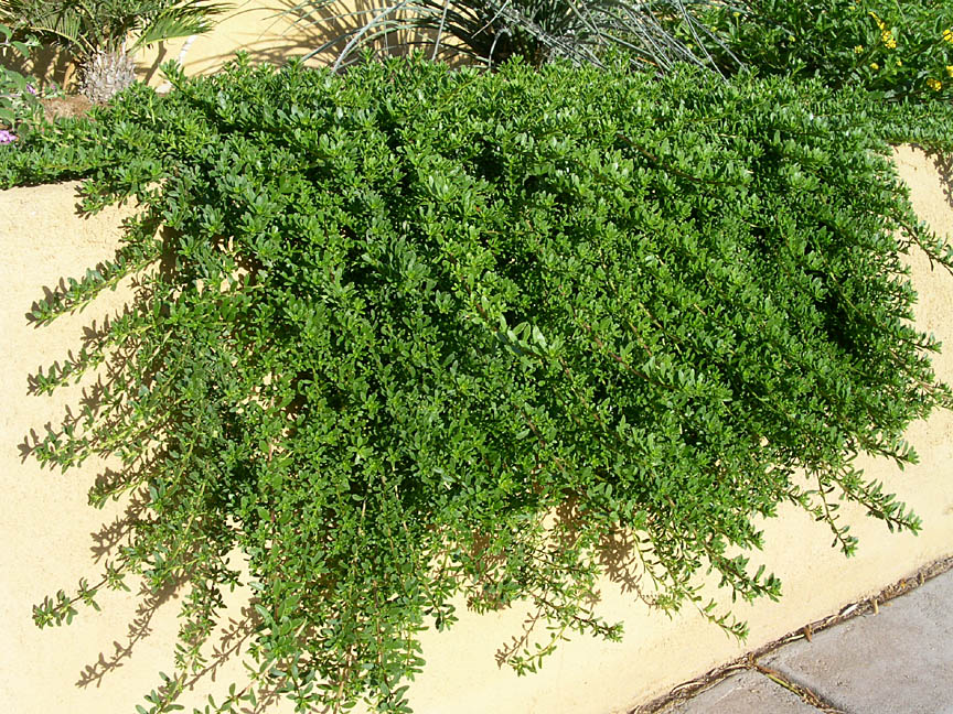 Creeping Boobialla Fine Leaf (Myoporum parvifolium)