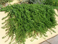 Creeping Boobialla Fine Leaf (Myoporum parvifolium)