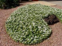 Creeping Boobialla (Myoporum parvifolium) - Ladybird Nursery