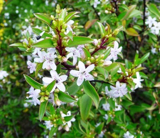 Sticky Boobialla (Myoporum ellipticum) - Ladybird Nursery