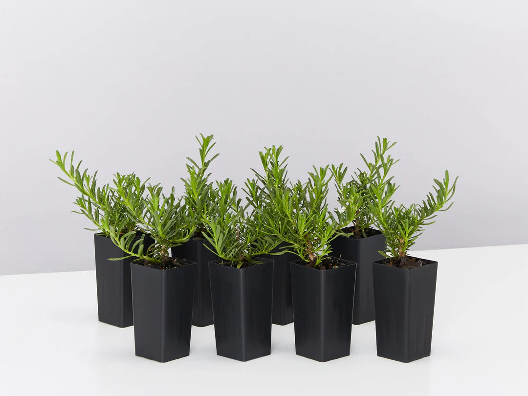 Creeping Boobialla YAREENA™ (Myoporum parvifolium)