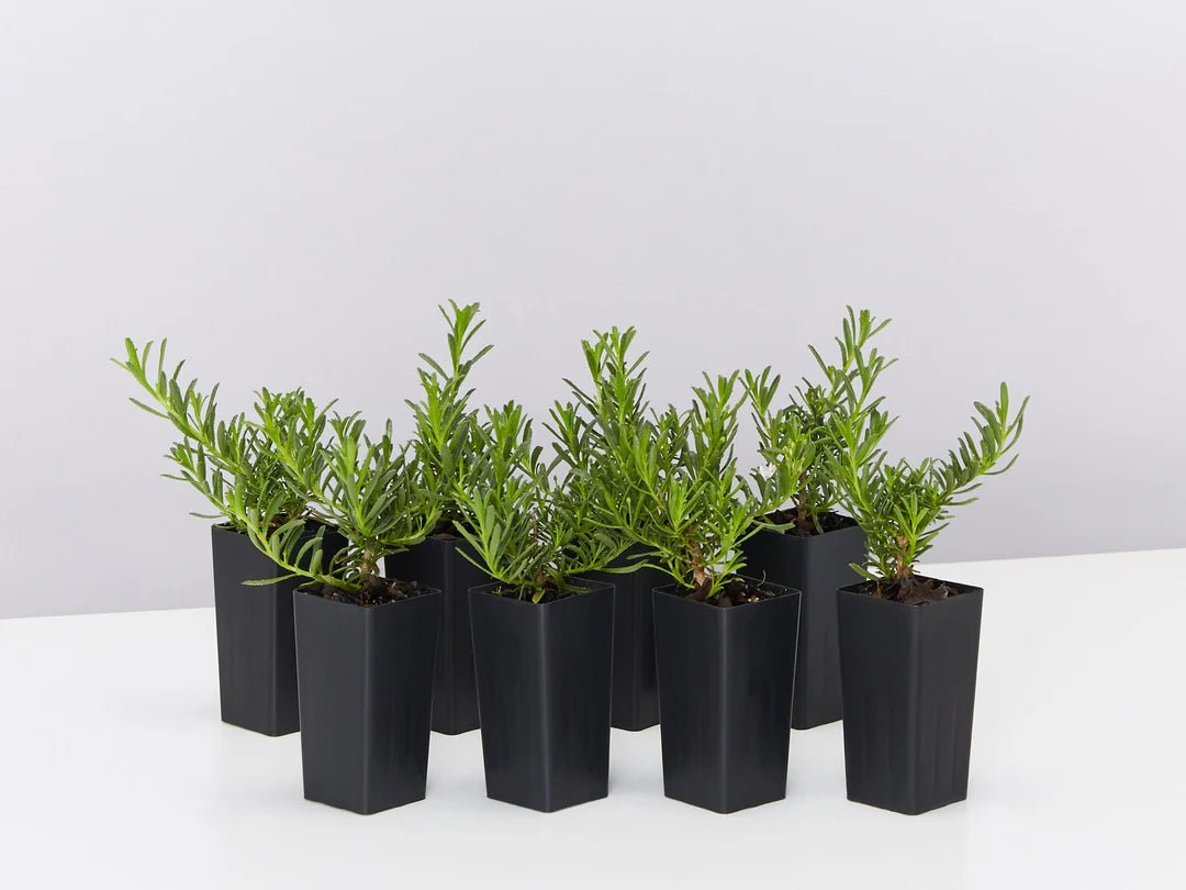 Creeping Boobialla YAREENA™ (Myoporum parvifolium) - Ladybird Nursery