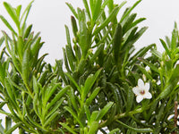 Creeping Boobialla YAREENA™ (Myoporum parvifolium)