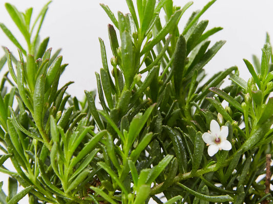 Creeping Boobialla YAREENA™ (Myoporum parvifolium)