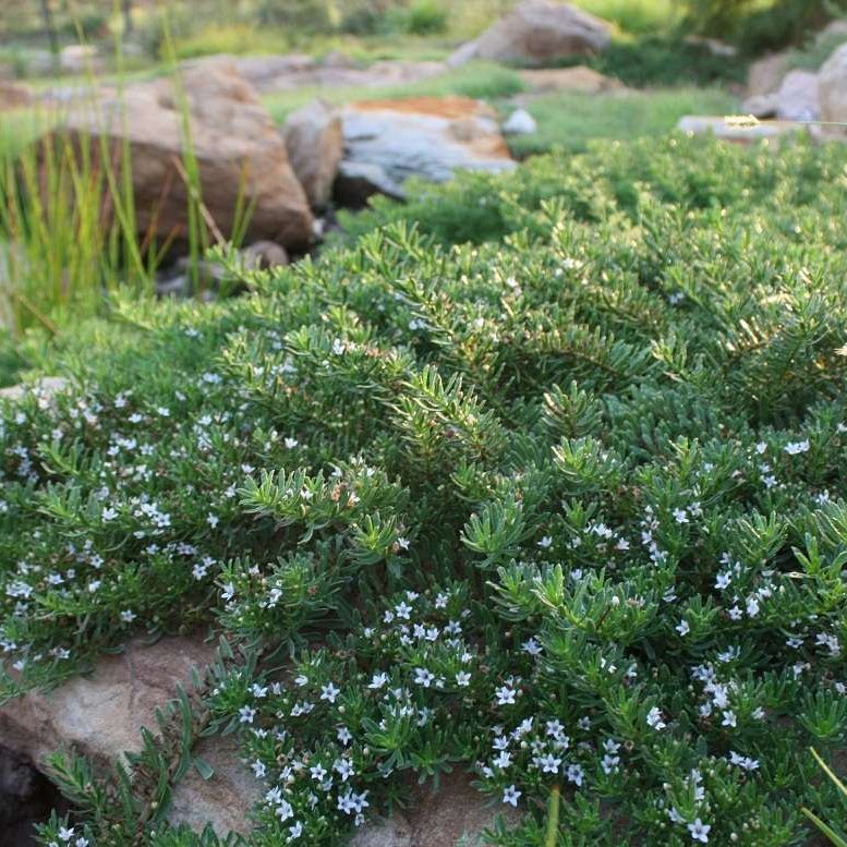 Myoporum 'Stumpy Gully' - Ladybird Nursery