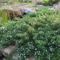 Myoporum 'Stumpy Gully' - Ladybird Nursery