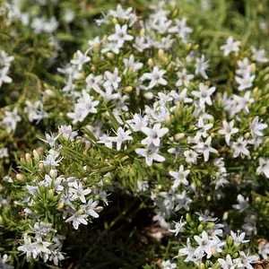 Myoporum Fine Leaf White 200mm Pot - Ladybird Nursery