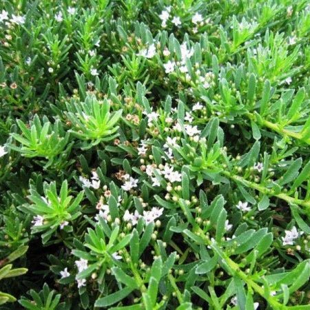 Myoporum parvifolium 'Mallee Carpet' - Ladybird Nursery