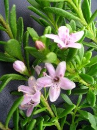 Creeping Boobialla Pink (Myoporum parvifolium) 200mm pots - Ladybird Nursery