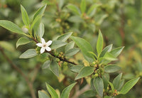 Sticky Boobialla (Myoporum ellipticum) - Ladybird Nursery