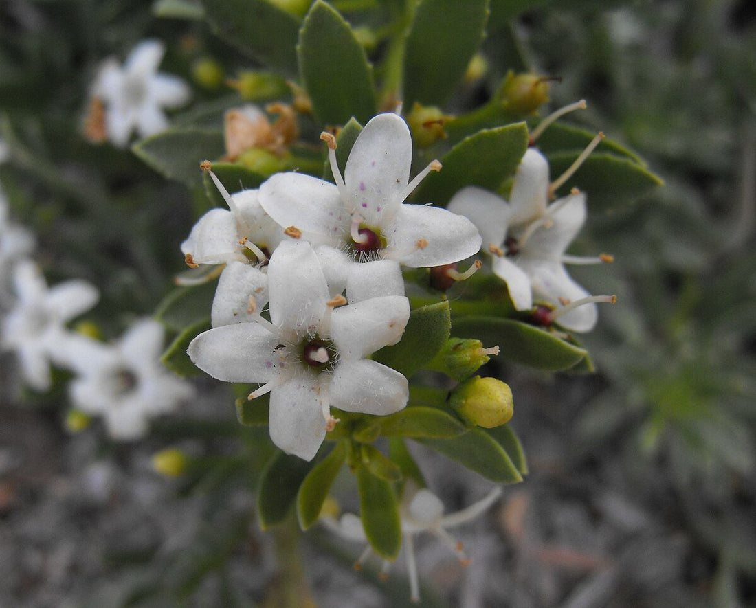Creeping Boobialla Purpurea (Myoporum parvifolium) - Ladybird Nursery