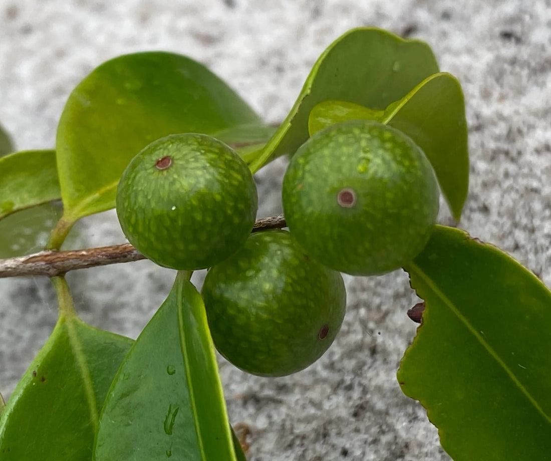 Myrciaria 'Gin & Tonic' - Ladybird Nursery