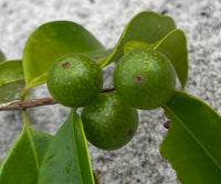 Myrciaria 'Gin & Tonic' - Ladybird Nursery