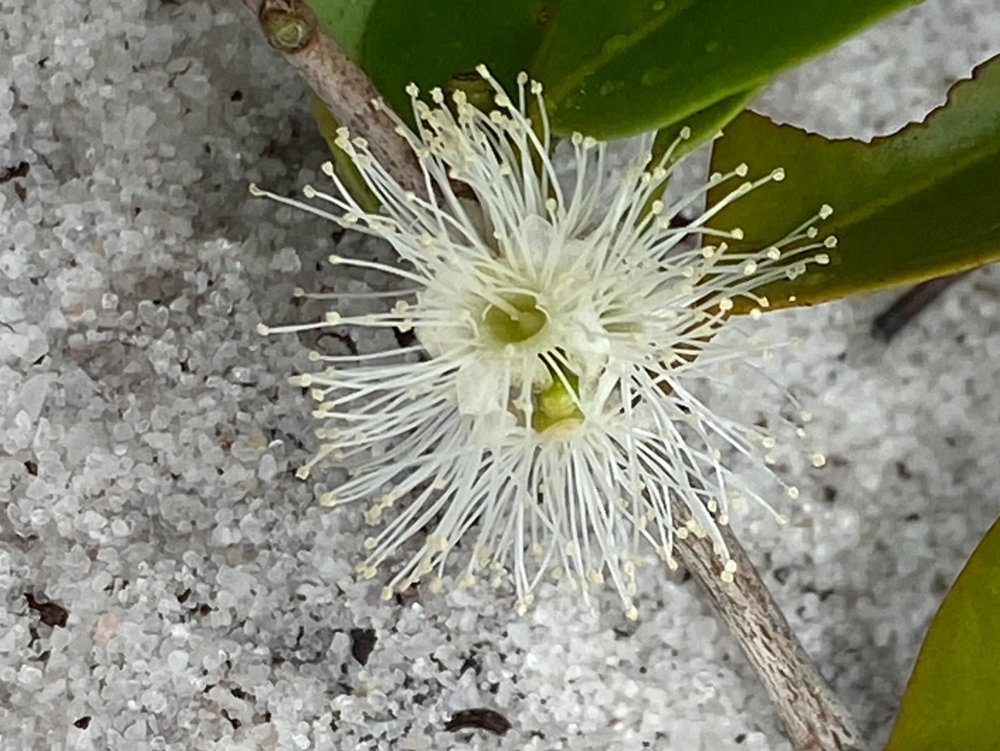 Myrciaria 'Gin & Tonic' - Ladybird Nursery
