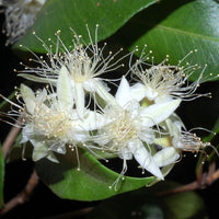 Myrtle (Backhousia enata)