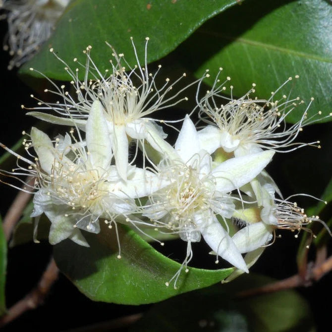 Myrtle (Backhousia enata)