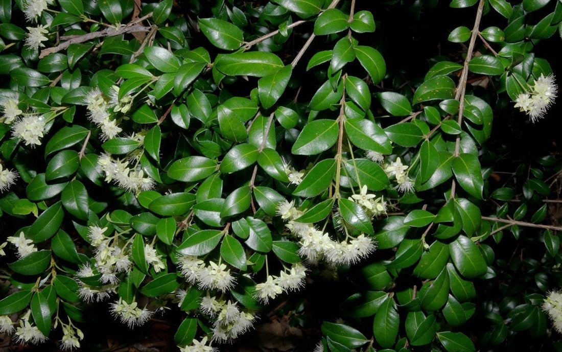 Myrtle (Backhousia enata)