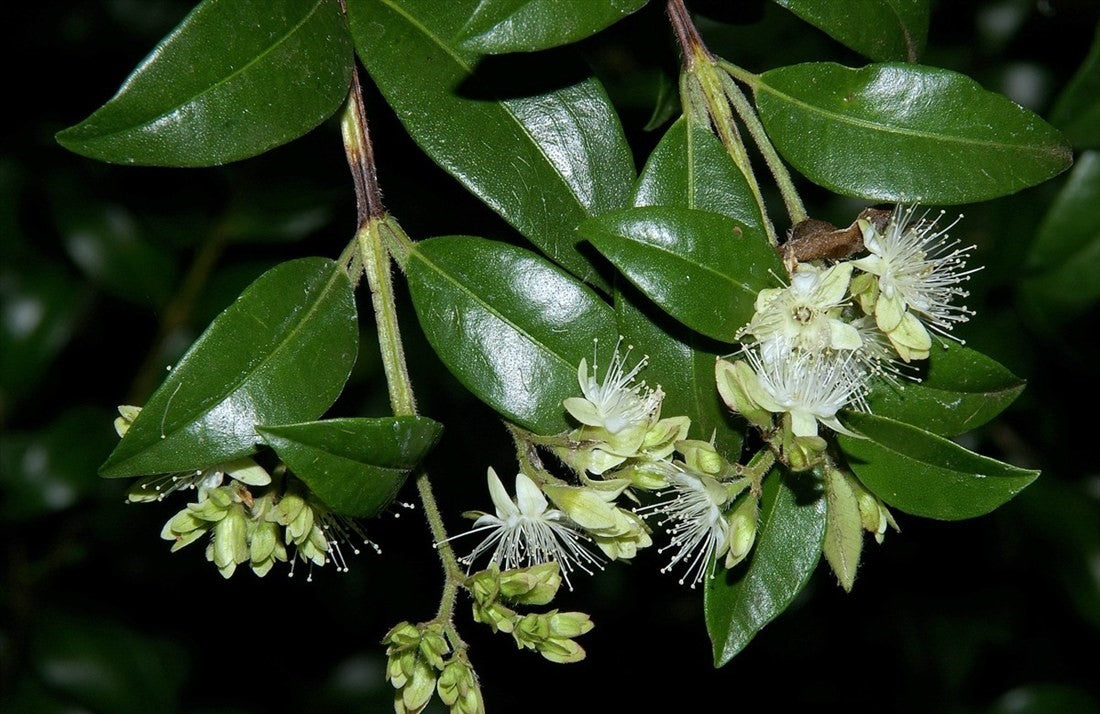 Myrtle (Backhousia enata)