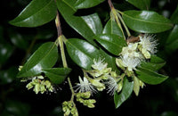 Myrtle (Backhousia enata)