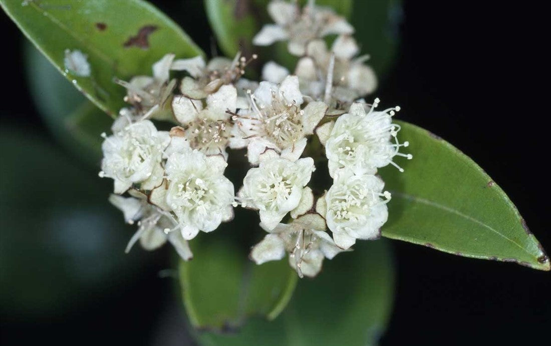 Myrtle (Backhousia enata)