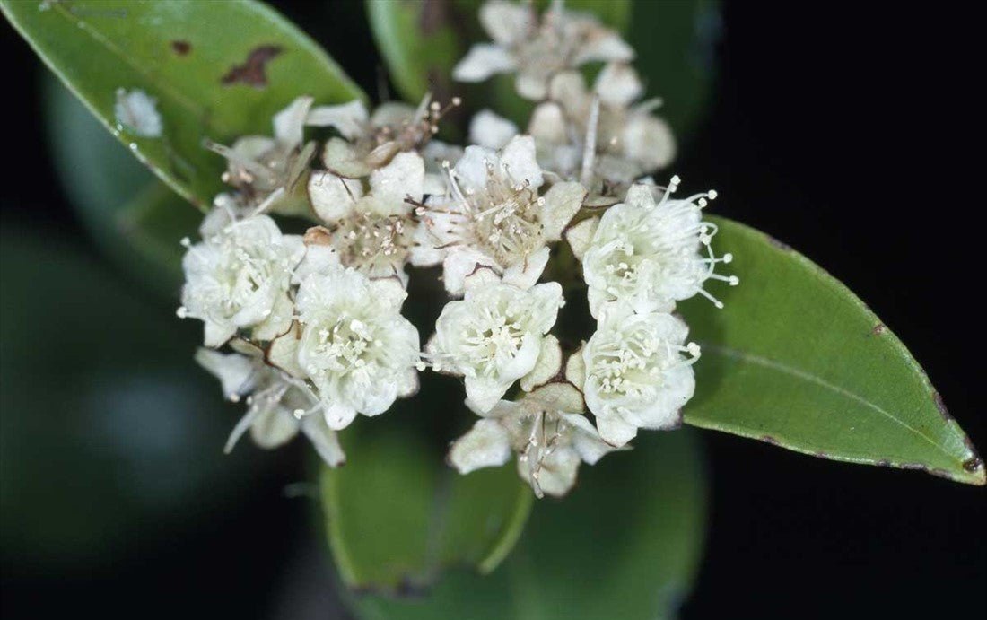 Myrtle (Backhousia enata) - Ladybird Nursery