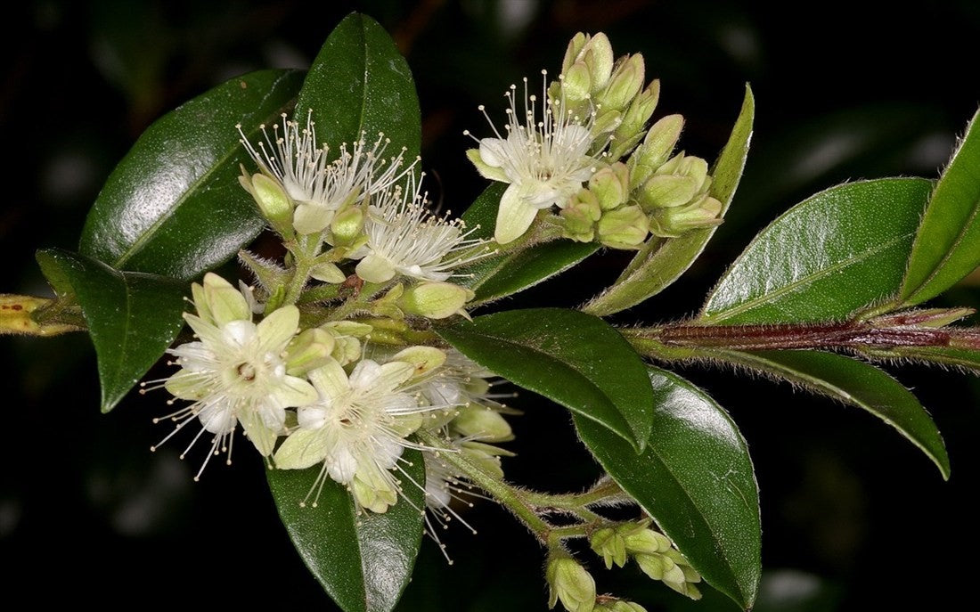 Myrtle (Backhousia enata)