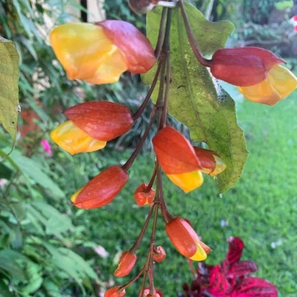 Mysore Clock Vine (Thunbergia mysorensis) - Ladybird Nursery